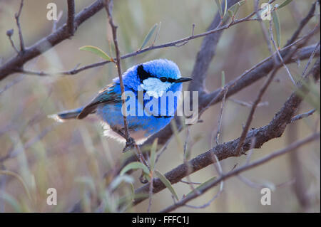 Männliche herrlichen Staffelschwanz (Malurus Splendens) im Outback Queensland, Australien Stockfoto