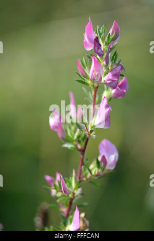 Stachelige Restharrow (Ononis Spinosa). Ein attraktives Mitglied der Erbse Familie (Fabaceae), mit zarten rosa Blüten Stockfoto