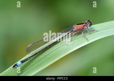 Blau-tailed Damselfly (Ischnura Elegans Var saniert). Eine juvenile Weibchen in der Familie Coenagrionidae, zeigt eine form Stockfoto