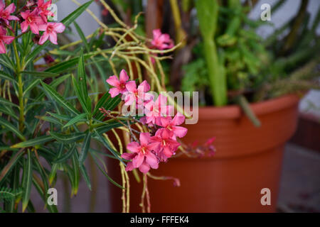 Giftige Adelfa (Nerium Oleander) blühende Pflanze wächst in Acapulco, Mexiko Stockfoto