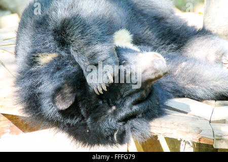 Asiatische Sun Bear entspannen im Schatten, Laos Stockfoto