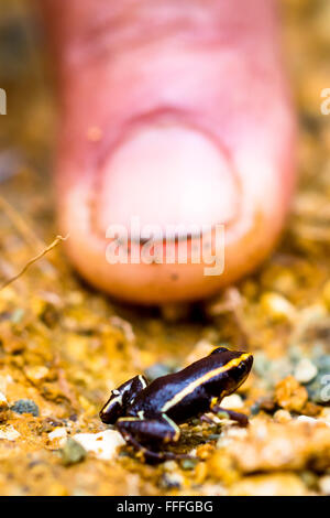 Guantanamo. 12. Februar 2016. Eine Monte-Iberia-Eleuth ist im Alejandro de Humboldt Nationalpark in Guantanamo Provinz Osten Kubas, 12. Februar 2016 gesehen. Die Monte-Iberia-Eleuth ist ein kleines Eleutherodactylid Frosch endemisch in Ost-Kuba. Es ist weniger als 10 mm in der Kopf-Rumpf-Länge, der kleinste lebende Frosch in der nördlichen Hemisphäre und die drittkleinste der Welt. Es wurde erstmals im Jahr 1996 auf Mount Iberia in der Holgu¨ªn Provinz entdeckt und existiert in nur zwei kleine Regionen Kubas. Bildnachweis: Liu Bin/Xinhua/Alamy Live-Nachrichten Stockfoto