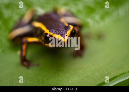 Guantanamo. 12. Februar 2016. Eine Monte-Iberia-Eleuth ist im Alejandro de Humboldt Nationalpark in Guantanamo Provinz Osten Kubas, 12. Februar 2016 gesehen. Die Monte-Iberia-Eleuth ist ein kleines Eleutherodactylid Frosch endemisch in Ost-Kuba. Es ist weniger als 10 mm in der Kopf-Rumpf-Länge, der kleinste lebende Frosch in der nördlichen Hemisphäre und die drittkleinste der Welt. Es wurde erstmals im Jahr 1996 auf Mount Iberia in der Holgu¨ªn Provinz entdeckt und existiert in nur zwei kleine Regionen Kubas. Bildnachweis: Liu Bin/Xinhua/Alamy Live-Nachrichten Stockfoto