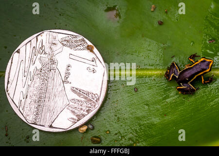 Guantanamo. 12. Februar 2016. Eine Monte-Iberia-Eleuth ist im Alejandro de Humboldt Nationalpark in Guantanamo Provinz Osten Kubas, 12. Februar 2016 gesehen. Die Monte-Iberia-Eleuth ist ein kleines Eleutherodactylid Frosch endemisch in Ost-Kuba. Es ist weniger als 10 mm in der Kopf-Rumpf-Länge, der kleinste lebende Frosch in der nördlichen Hemisphäre und die drittkleinste der Welt. Es wurde erstmals im Jahr 1996 auf Mount Iberia in der Holgu¨ªn Provinz entdeckt und existiert in nur zwei kleine Regionen Kubas. Bildnachweis: Liu Bin/Xinhua/Alamy Live-Nachrichten Stockfoto