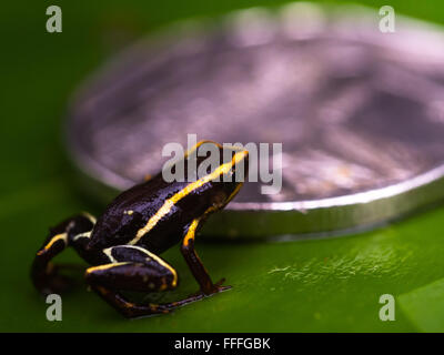 Guantanamo. 12. Februar 2016. Eine Monte-Iberia-Eleuth ist im Alejandro de Humboldt Nationalpark in Guantanamo Provinz Osten Kubas, 12. Februar 2016 gesehen. Die Monte-Iberia-Eleuth ist ein kleines Eleutherodactylid Frosch endemisch in Ost-Kuba. Es ist weniger als 10 mm in der Kopf-Rumpf-Länge, der kleinste lebende Frosch in der nördlichen Hemisphäre und die drittkleinste der Welt. Es wurde erstmals im Jahr 1996 auf Mount Iberia in der Holgu¨ªn Provinz entdeckt und existiert in nur zwei kleine Regionen Kubas. Bildnachweis: Liu Bin/Xinhua/Alamy Live-Nachrichten Stockfoto