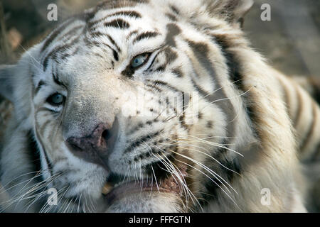 Belgrad ZOO - die weißen Bengal-Tiger (Panthera Tigris Tigris) mit einer schlechten Stimmung aufgrund fotografiert Stockfoto