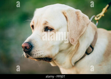 Enge, Erwachsenen weißen Labrador Hund auf grünen Rasen Hintergrund Stockfoto