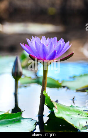 Nil Manel oder Blue Water Lily Flower an königliche Botanische Garten Peradeniya, Sri Lanka Stockfoto