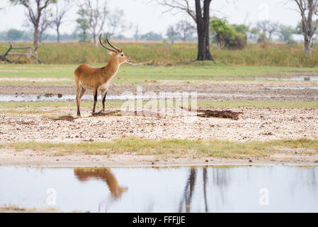 Roten Letschwe (Kobus Leche) Reflexion im Grünland Auen, Okavango Delta, Botswana Stockfoto