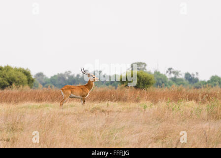 Roten Letschwe (Kobus Leche) männlich stehend in Grünland Auen, Okavango Delta, Botswana Stockfoto