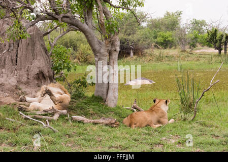 Zwei Löwen (Panthera Leo) ruhen und warten, bis vor kurzem Tote Flusspferd (Hippopotamus Amphibius) in Wasser, Okavango Delta, Botswana Essen Stockfoto