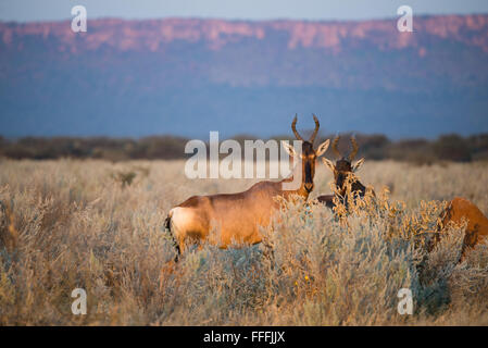 Rote Kuhantilope stehende Gras gegen Waterberg Plateau, Namibia Stockfoto