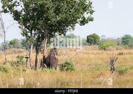 Afrikanischer Elefant (Loxodonta Africana) bis hoch in Baum mit LKW für Lebensmittel, Okavango Delta, Botswana Stockfoto