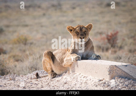 Einzigen weiblichen Löwe (Panthera Leo) Verlegung direkt an Straße, Etosha Nationalpark, Namibia Stockfoto