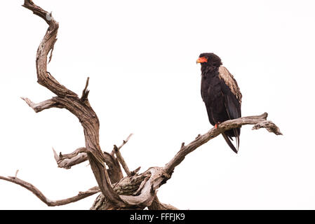 Bateleur (Terathopius Ecaudatus) thront in toter Baum, Okavango Delta, Botswana Stockfoto