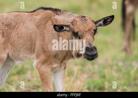 Young-Streifengnu Kalb (Connochaetes Taurinus) Closeup, Okavango Delta, Botswana Stockfoto