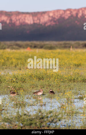 Rot-BIlled Krickente (Anas Erythrorhyncha) stehen im Regen Wasser Pool Waterberg Plateau Hintergrund, Namibia Stockfoto