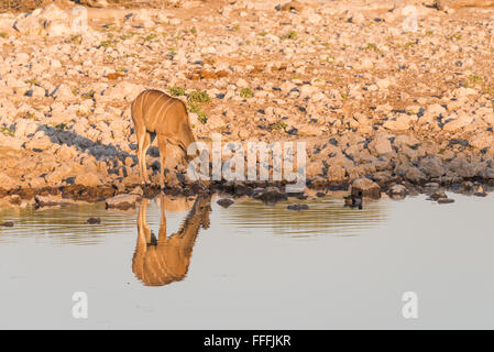 Einzigen weiblichen große Kudu (Tragelaphus Strepsiceros) stehen neben Wasserloch, Etosha Nationalpark, Namibia Stockfoto