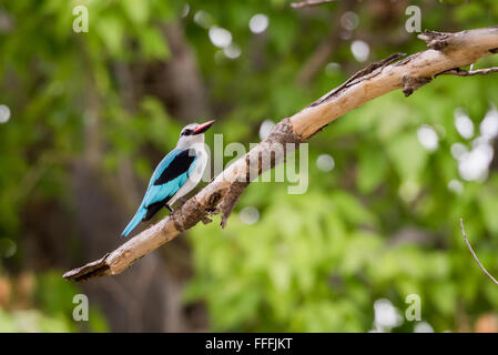 Einzelne Woodland Kingfisher (Halcyon Senegalensis) thront im Baum, Okavango Delta, Botswana Stockfoto