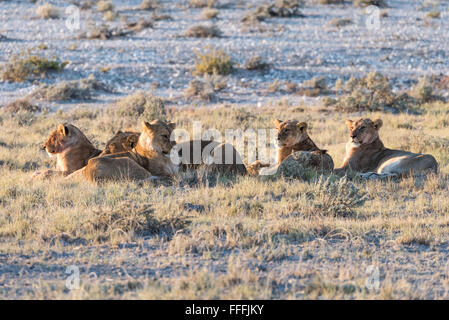 Gruppe von Löwen (Panthera Leo) ruhen im frühen Morgenlicht, Etosha Nationalpark, Namibia Stockfoto