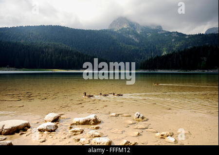 Familie von Wildenten am Schwarzen See in Montenegro Stockfoto