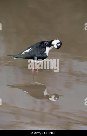 Schwarz geflügelte Stelzenläufer; Himantopus Himantopus Single im Wasser putzen Devon; UK Stockfoto