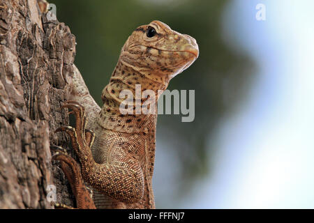 Nahaufnahme eines juvenilen Land-Monitors (Varanus Bengalensis), Klettern am Baum. Yala National Park, Sri Lanka Stockfoto