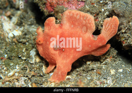 Bemalte Anglerfisch (Antennarius Pictus). Padang Bai, Bali, Indonesien Stockfoto