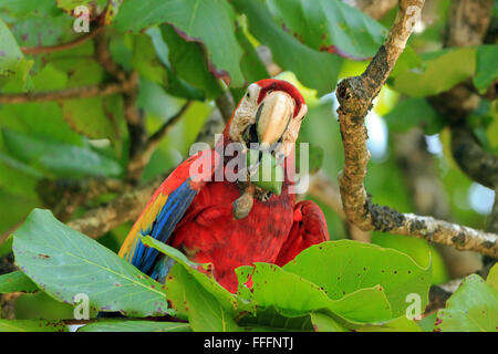 Hellroten Aras (Ara Macao) eine Frucht essen. San Pedriollo, Corcovado, Costa Rica Stockfoto