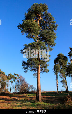Föhre Bäume Pinus Sylvestris gegen blauen Himmel auf auf Heideland, Sutton Heath, Suffolk, England, UK Suffolk Sandlings AONB Stockfoto