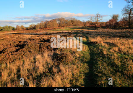 Winterlandschaft von Laubbäumen und Heidekraut Pflanzen auf Heideland, Sutton Heath Suffolk, England, UK Stockfoto