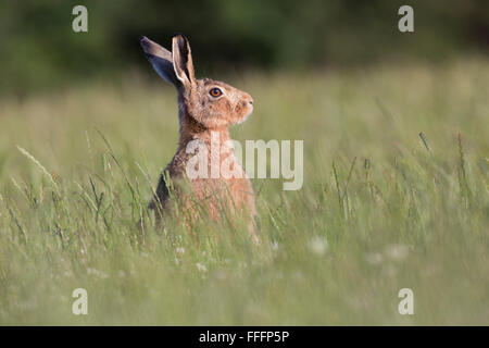 Feldhase; Lepus Capensis Single in Wiese Isle Of Man; UK Stockfoto