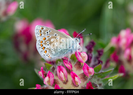 Gemeinsame blaue Schmetterling; Polyommatus Icarus einzigen weiblichen auf Anglesey Blume; UK