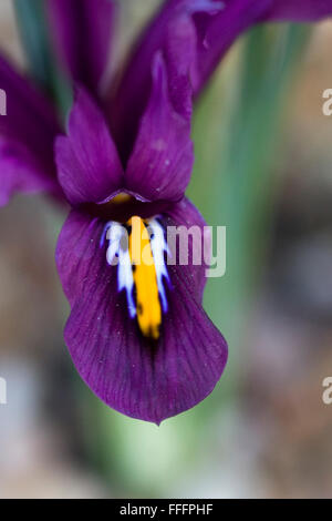 Iris Reticulata lila Gem. Zwergiris Stockfoto