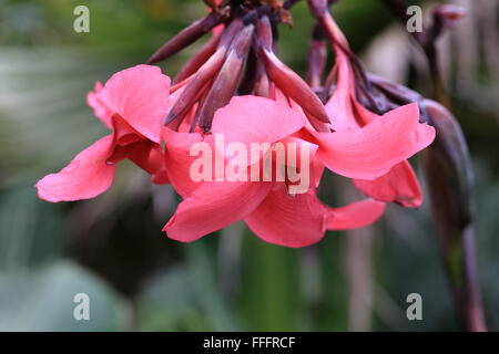 Rot Canna Lily Blumen, Cornwall, England, UK. Stockfoto