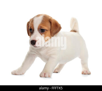 Verspielte Jack Russell Terrier Welpe isoliert auf weißem Hintergrund. Vorderansicht, stehen, spielen. Stockfoto