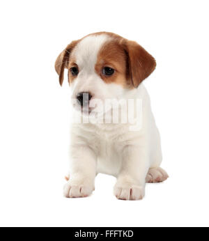 Jack Russell Terrier Welpe isoliert auf weißem Hintergrund. Vorderansicht, sitzen. Stockfoto