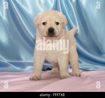 Labrador Retriever Welpen. Sitzen, Vorderansicht, Rosenquarz und Gelassenheit Hintergrund Stockfoto