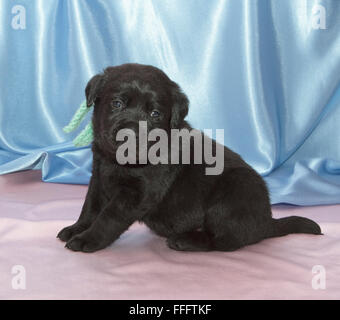 Labrador Retriever Welpen. Sitzen, Seitenansicht, Rosenquarz und Gelassenheit Hintergrund Stockfoto