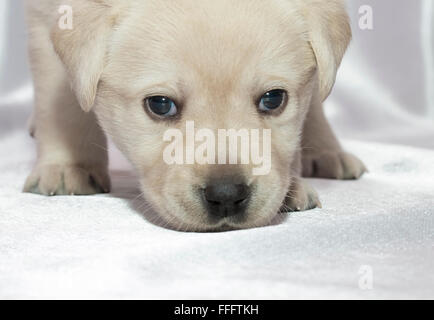 Labrador Retriever Welpen. hautnah. Stockfoto