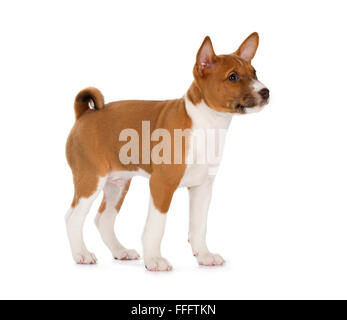 Basenji Welpen isoliert auf weißem Hintergrund. Seitenansicht, stehend. Stockfoto