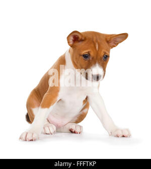 Basenji Welpen isoliert auf weißem Hintergrund. Vorderansicht, sitzen. Stockfoto