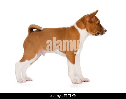 Basenji Welpen isoliert auf weißem Hintergrund. Seitenansicht, stehend. Stockfoto
