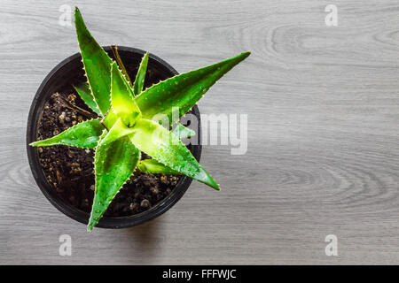 Draufsicht der Aloe Vera in Blumentopf auf hölzernen Hintergrund mit Textfreiraum Stockfoto