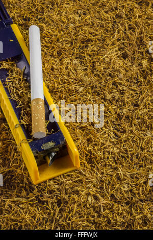 Cigarette rolling Maschinen- und leere Zigarette Rohr auf Tabak Stockfoto