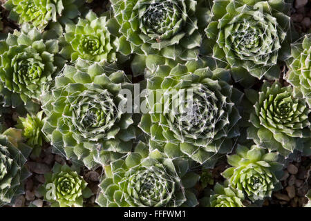 Sempervivum, Hauslauch Stockfoto