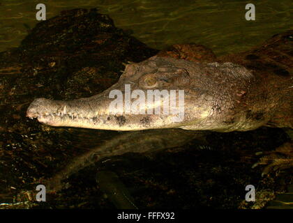 Afrikanische schlanken snouted Krokodil (Mecistops Cataphractus)-Nahaufnahme des Kopfes Stockfoto