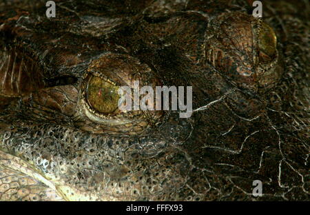 Afrikanische schlanken snouted Krokodil (Mecistops Cataphractus) extreme Nahaufnahme der Reptilien Augen Stockfoto