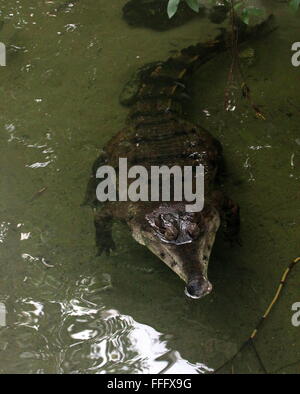 Afrikanische schlanken snouted Krokodil (Mecistops Cataphractus) schwebend im Wasser eines Baches Stockfoto