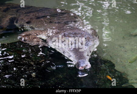 Afrikanische schlanken snouted Krokodil (Mecistops Cataphractus)-Nahaufnahme des Kopfes, auftauchen aus dem Wasser Stockfoto